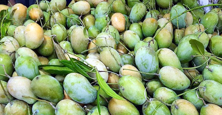 কলকাতায় গেলো ৪০০ কেজি আম