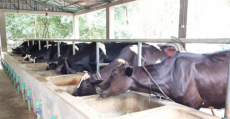 যশোরে কোরবানির জন্য প্রস্তুত ৩১ হাজার গরু, অর্ধলাখ ছাগল