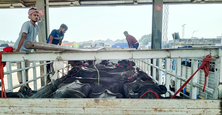 ভারত থেকে ৯৫ মহিষ আমদানি, একেকটির দাম আড়াই লাখ