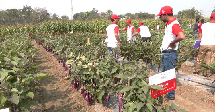যশোরে ২৬ ফসলের ১২৯ জাতের উচ্চ ফলনশীল সবজি নিয়ে &lsquo;ক্রপ-শো&rsquo;