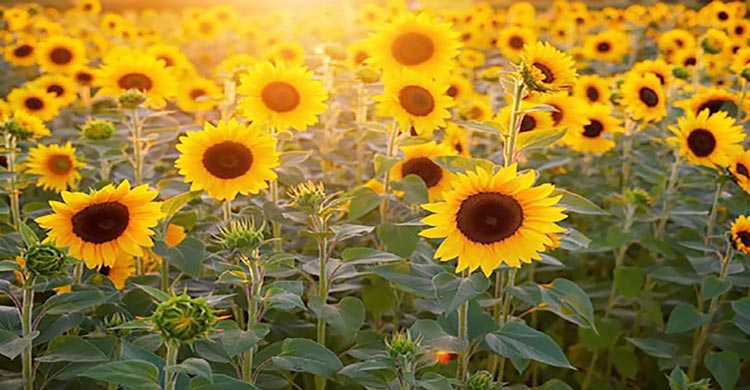 শার্শায় পতিত জমিতে সূর্যমুখীর বিপ্লব