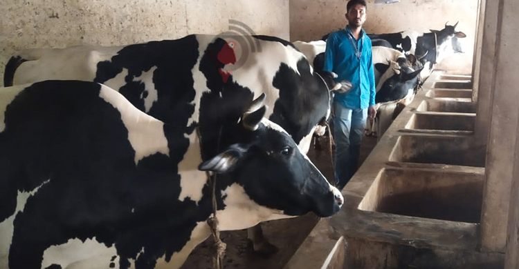 যশোরে কোরবানির জন্য প্রস্তুত ৩১ হাজার গরু, অর্ধলাখ ছাগল