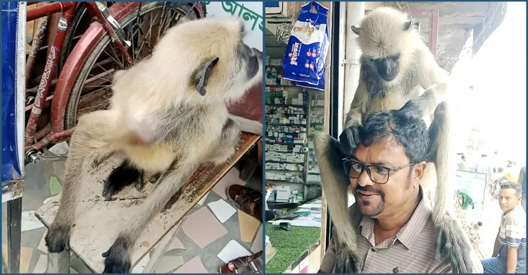 সাংবাদিককে কাঁধের ক্ষত দেখালো হনুমান, ফার্মেসিতে নিয়ে চিকিৎসা