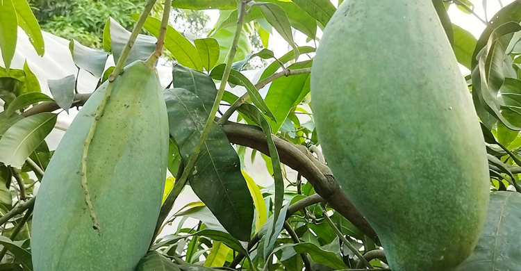 যশোরে এক আমের ওজন ৫ কেজি