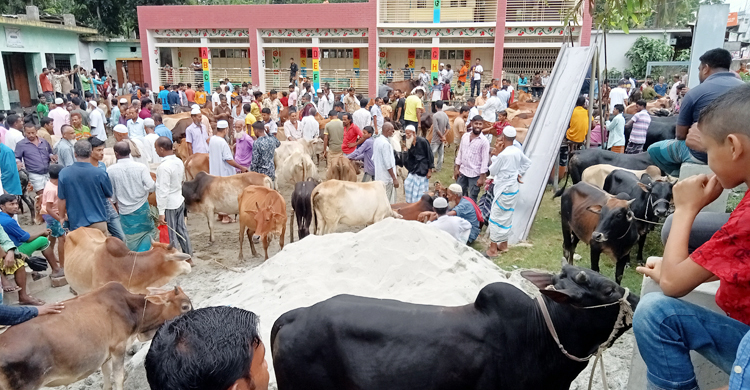 পশুভর্তি হাটে ক্রেতার অভাব