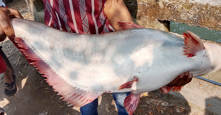 সুগন্ধায় ধরা পড়লো ৮ কেজির পাঙাশ