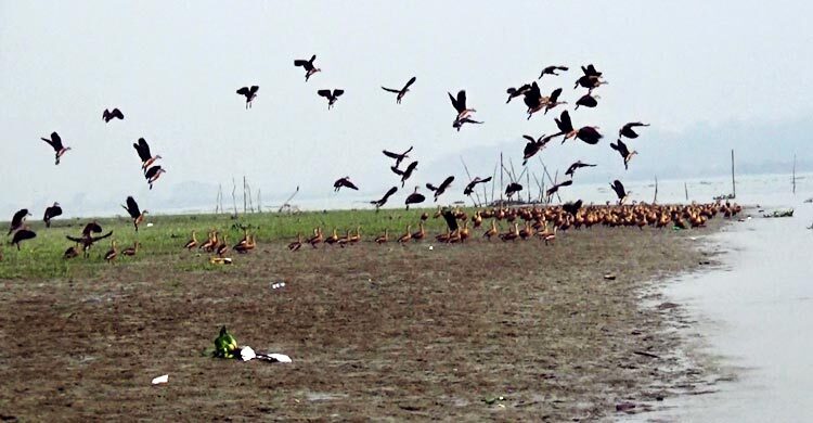 শীতের বার্তা নিয়ে বিষখালীর মোহনায় হাজারো পরিযায়ী পাখি