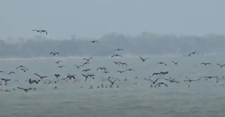 শীতের বার্তা নিয়ে বিষখালীর মোহনায় হাজারো পরিযায়ী পাখি