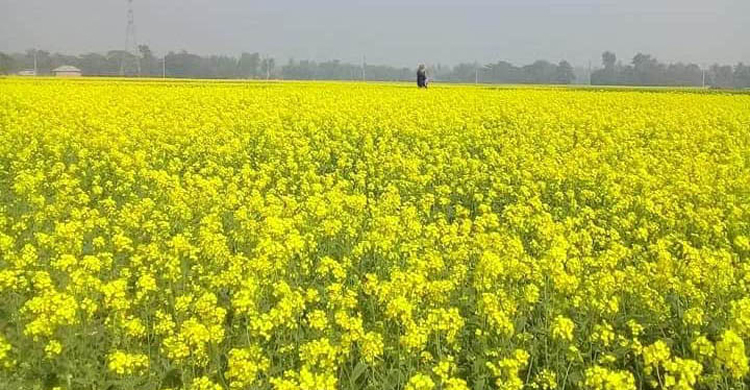 আমন না কাটতেই ঝালকাঠিতে রবি মৌসুমের দেড় কোটি টাকার প্রণোদনা