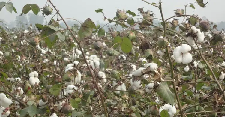 তুলা চাষ