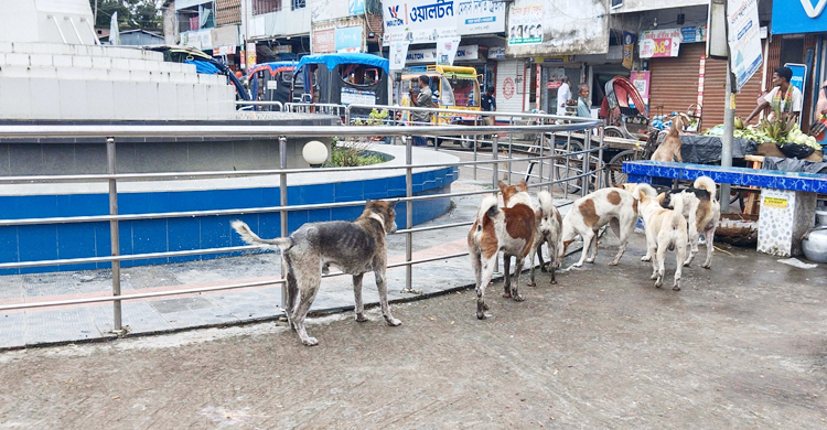 বেড়েছে বেওয়ারিশ কুকুরের উৎপাত, আতঙ্ক