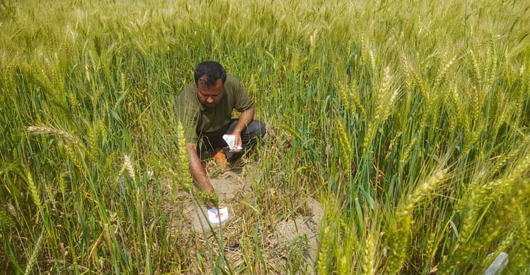 ইঁদুরের গর্তে জমির গম, শতাধিক কৃষকের মাথায় হাত