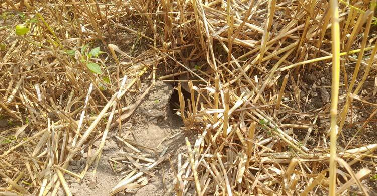 ইঁদুরের গর্তে জমির গম, শতাধিক কৃষকের মাথায় হাত