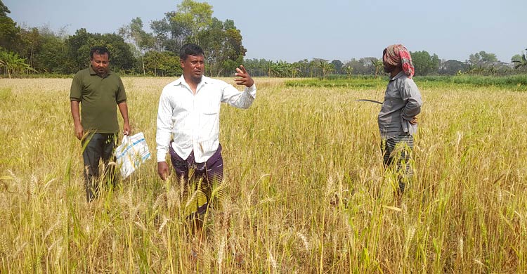 ইঁদুরের গর্তে জমির গম, শতাধিক কৃষকের মাথায় হাত