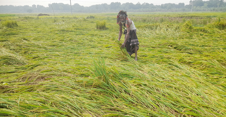 ঝিনাইদহে কয়েক মিনিটের ঝড়ে ধান-কলাগাছের ব্যাপক ক্ষতি