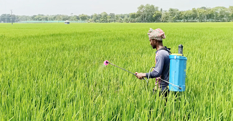 ঝিনাইদহে রোপা আমন ক্ষেতে পচন সংক্রমণ, দিশাহারা কৃষক