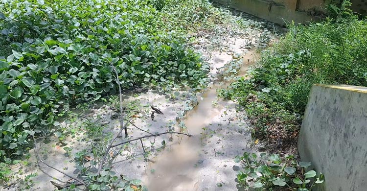 সিরামিক কারখানার ধোঁয়ায় নষ্ট হচ্ছে ফসল-গাছপালা