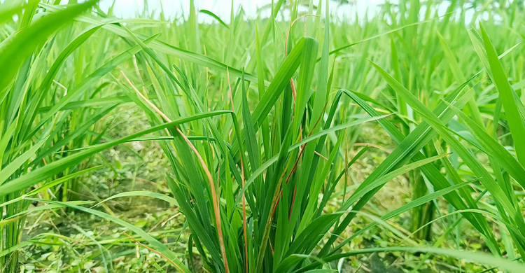 ঝিনাইদহে রোপা আমন ক্ষেতে পচন সংক্রমণ, দিশাহারা কৃষক