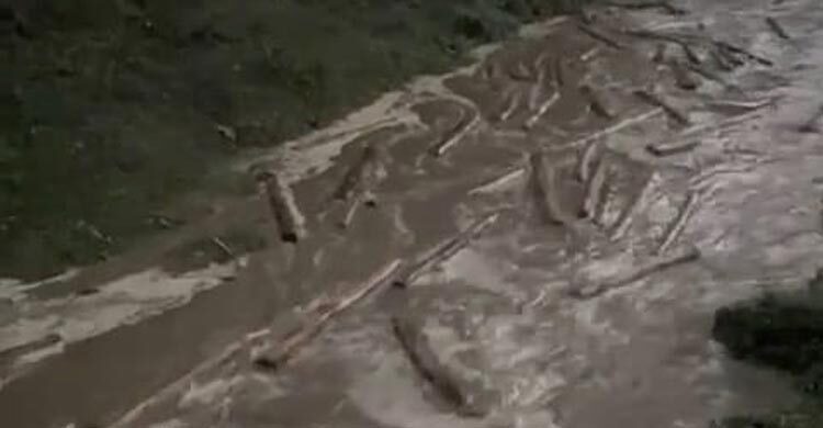 ঝিরিপথে পাচারের সময় ৭৬ গাছের গুঁড়ি জব্দ