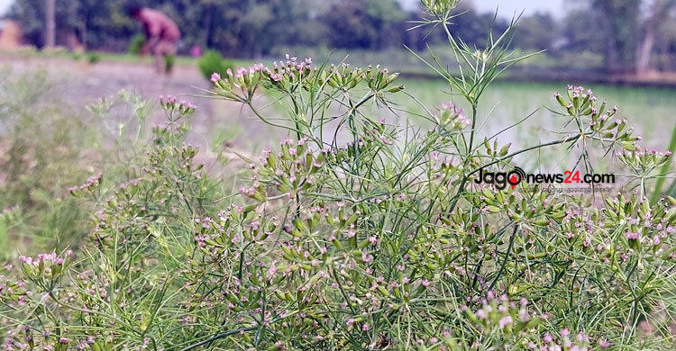 ইউটিউব দেখে জিরা চাষে নওগাঁর জহুরুলের বাজিমাত