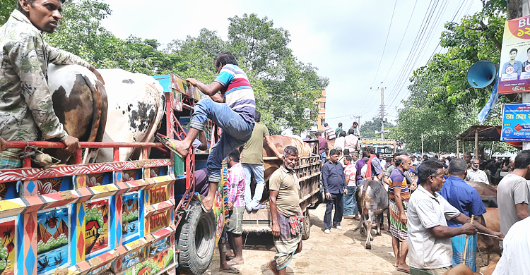 হাটে গরু বেশি, বেচাকেনা কম