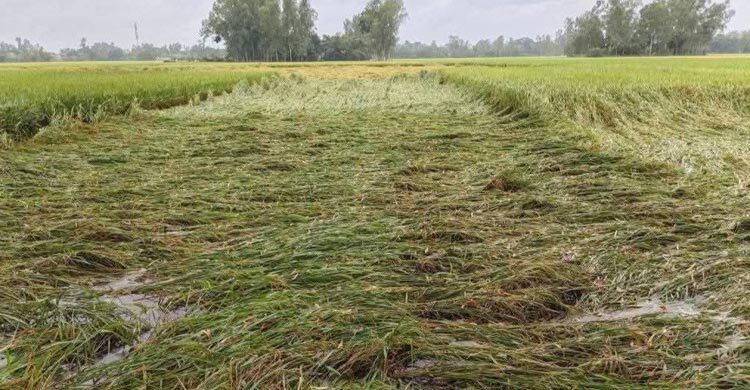 জয়পুরহাটে অসময়ে বৃষ্টি, আমন ও সবজির ক্ষতির শঙ্কা