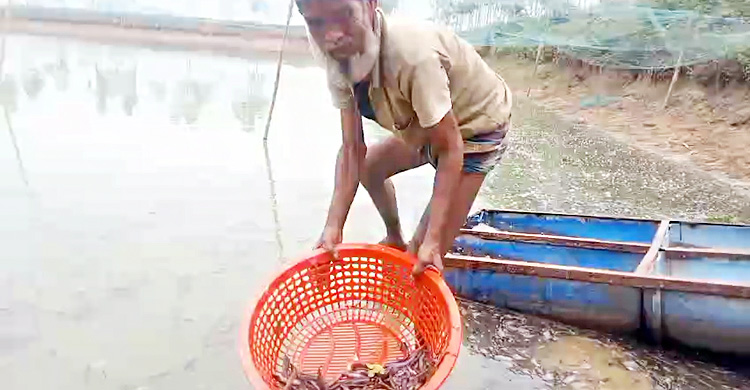 জয়পুরহাটে বিষ ঢেলে দুই পুকুরের ১৮ লাখ টাকার মাছ নিধনের অভিযোগ