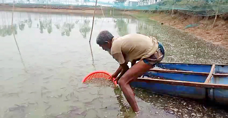 জয়পুরহাটে বিষ ঢেলে দুই পুকুরের ১৮ লাখ টাকার মাছ নিধনের অভিযোগ