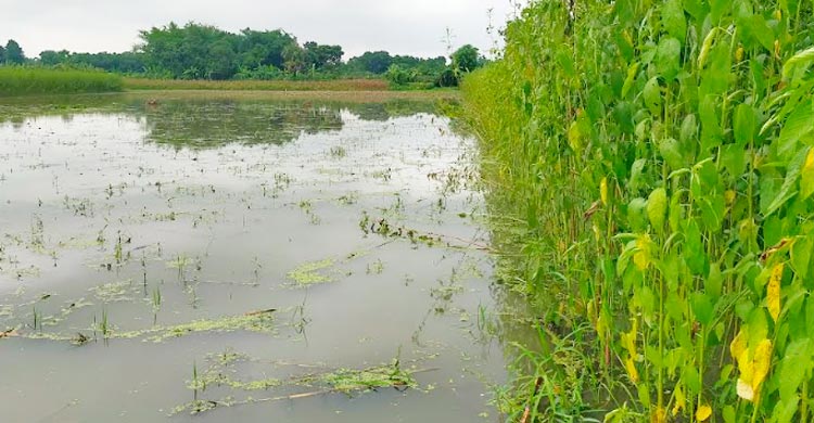 খালের মুখ বন্ধ করলো পাউবো, হুমকিতে দুই হাজার বিঘা জমির ফসল
