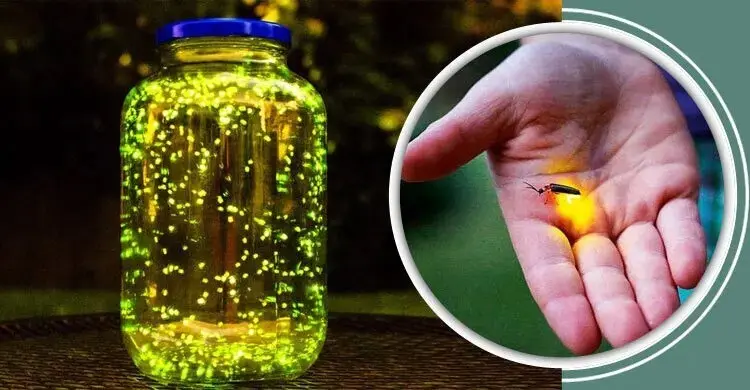 জোনাকির আলো কেন জ্বলে আর নেভে? জেনে নিন রহস্য