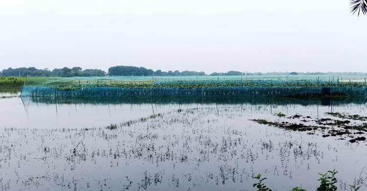 আধা কিলোমিটার ড্রেনের অভাবে ডুবে আছে ৪ হাজার বিঘার ফসল