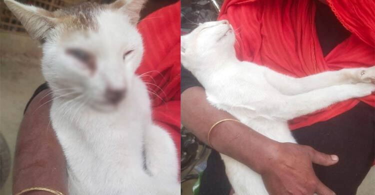 প্রতিবেশীর বিড়াল পিটিয়ে হত্যা, থানায় অভিযোগ