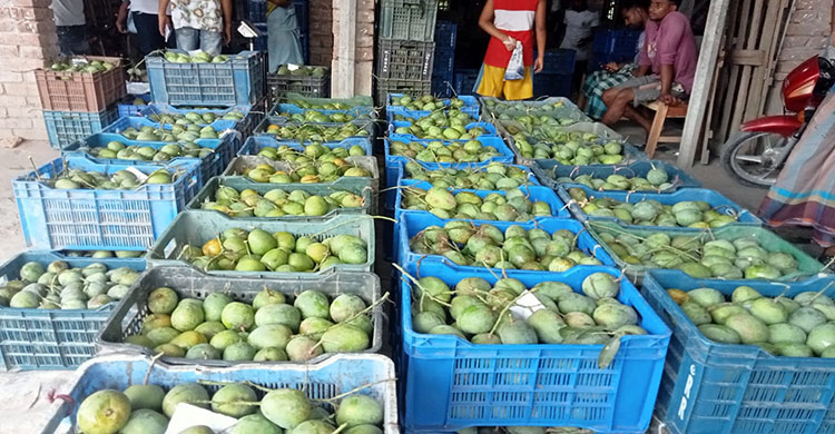 শার্শার বেলতলায় আমের দামে ধস