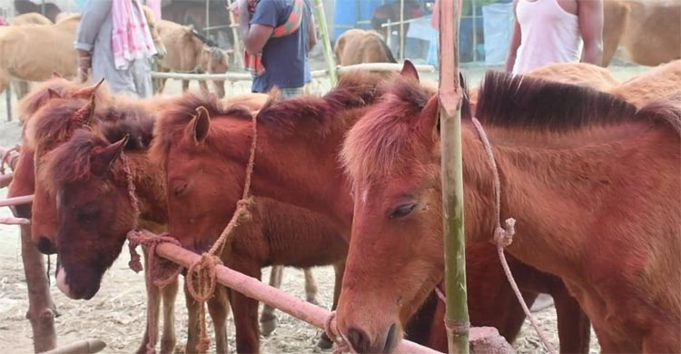 ৫১৯ বছরের ঐতিহ্যের ঘোড়ার মেলায় নজর কাড়ছে ১১ লাখের &lsquo;যুবরাজ&rsquo;