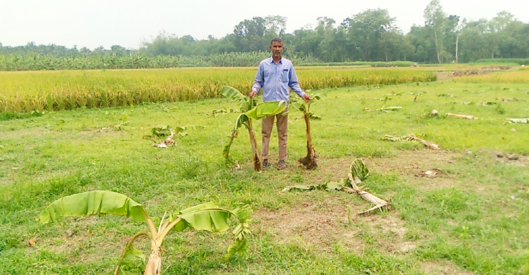 কৃষকের ৩০০ কলাগাছ কেটে দিলো দুর্বৃত্তরা