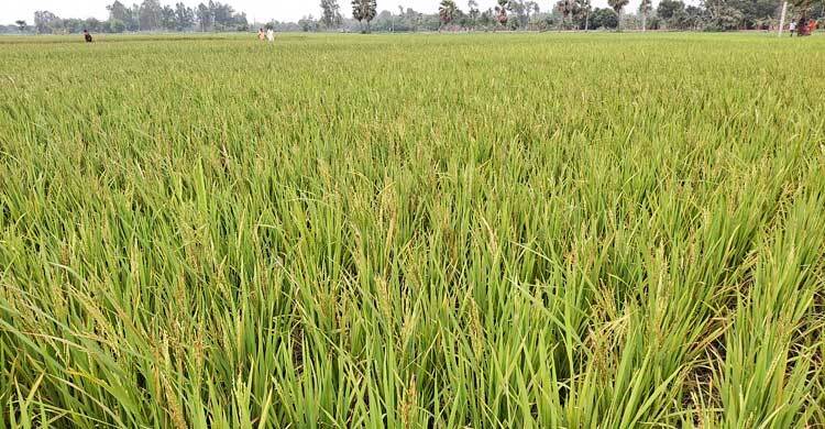 ইটভাটার ধোঁয়ায় ক্ষতিগ্রস্ত ২০০ বিঘা ধানক্ষেত