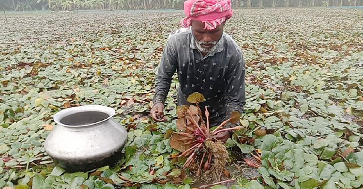 ৬ হাজার টাকা ব্যয় করে আয় ৬০ হাজার, কৃষকের নতুন আশা পানিফল