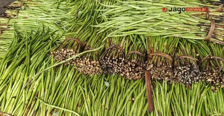 সংকটে আটকা জিআই পণ্য লতিরাজ কচুর সম্ভাবনা