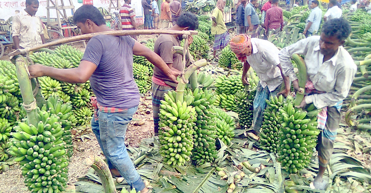 হিট দিয়ে পাকানো কলায় সয়লাব দুর্গাদহ বাজার