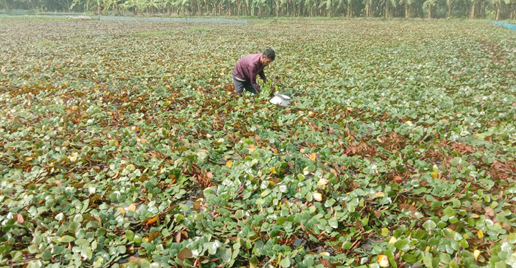 ৬ হাজার টাকা ব্যয় করে আয় ৬০ হাজার, কৃষকের নতুন আশা পানিফল