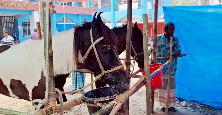 ৫১৯ বছরের ঐতিহ্যের ঘোড়ার মেলায় নজর কাড়ছে ১১ লাখের &lsquo;যুবরাজ&rsquo;