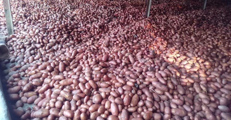 হিমাগার থেকে হাওয়া কৃষকের হাজার বস্তা আলু