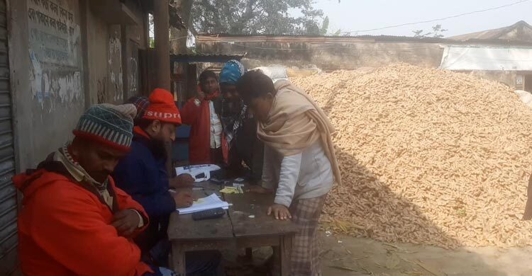 বাম্পার ফলনেও হাসি নেই জয়পুরহাটের হলুদ চাষিদের মুখে