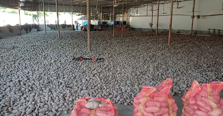 হিমাগারের আলু নিয়ে বিপাকে কৃষক-ব্যবসায়ী