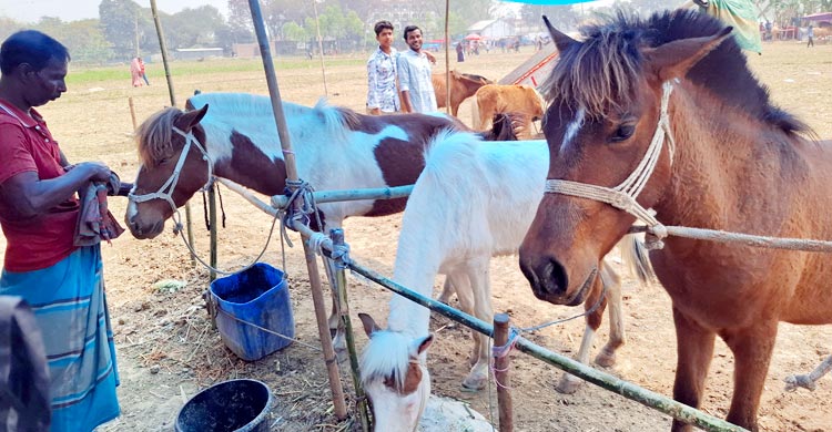 ৫১৯ বছরের ঐতিহ্যের ঘোড়ার মেলায় নজর কাড়ছে ১১ লাখের &lsquo;যুবরাজ&rsquo;