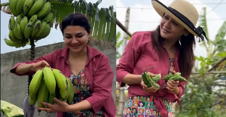 খামার থেকে সবজি তুলছেন জয়া