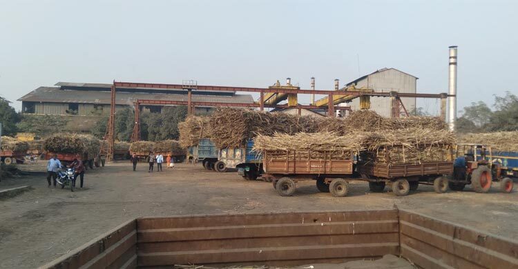 জয়পুরহাটে বেড়েছে আখচাষ