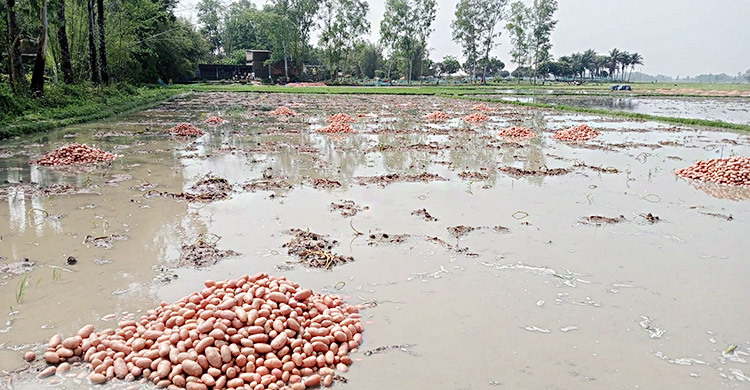 হঠাৎ বৃষ্টিতে বিপাকে কৃষক, তলিয়ে গেছে ১১০ হেক্টর জমির ফসল