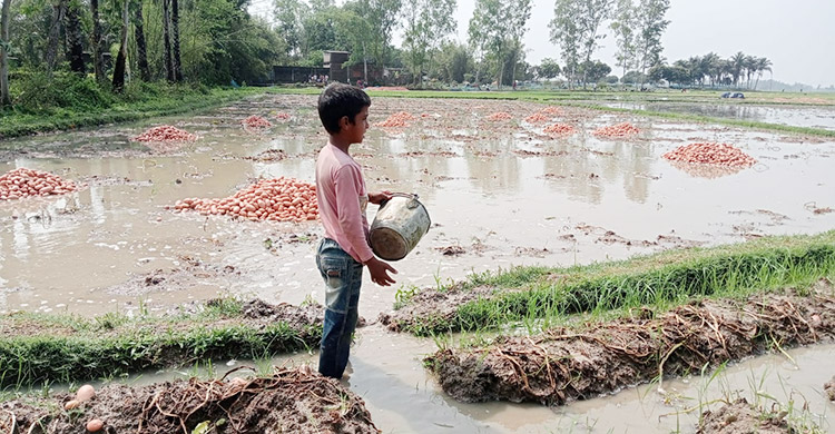 হঠাৎ বৃষ্টিতে বিপাকে কৃষক, তলিয়ে গেছে ১১০ হেক্টর জমির ফসল