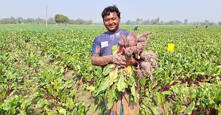 কম খরচে বেশি ফলন, বিটরুটে ঝুঁকছে কৃষক